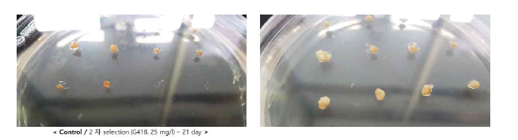 G418이 포함된 캘러스 유도 배지를 이용한 2차 선발 과정 및 선발된 putative transgenic 캘러스. 좌측의 미접종 미성숙배와 비교하여 확연히 성장하고 있는 캘러스를 구분하 여 선발함(우측)