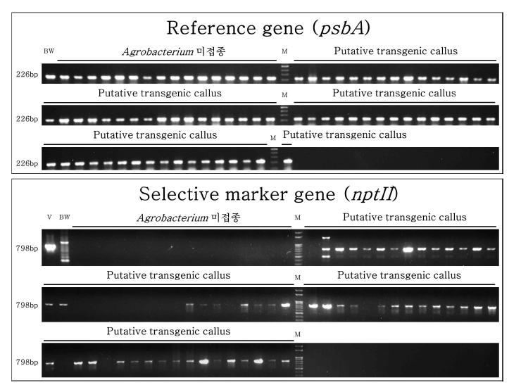 캘러스 genomic DNA를 이용한 selective marker (nptII) 및 reference gene (PsbA) PCR 분석. (M: size marker, BW: Bobwhite gDNA, V: Cas9 expression vector)