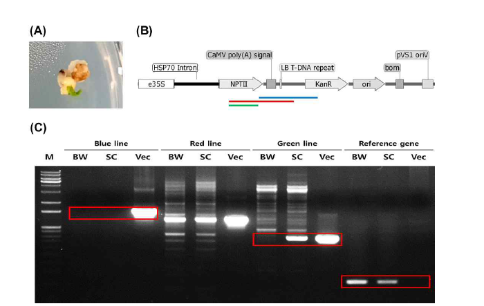 재분화된 캘러스 genomic DNA를 이용한 backbone sequence, selective marker (nptII) 및 reference gene (PsbA) PCR 분석. (A) PCR 분석에 이용한 재분화 캘러스 (B) 각 primer sets를 사용하여 증폭되는 PCR 영역 (C) PCR 분석을 통한 결과(BW wild type; SC shoot gDNA; Vec vector DNA)