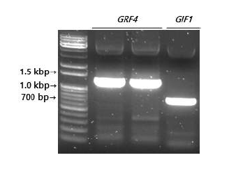 금강 품종의 cDNA를 이용한 PCR product의 전기영동 결과