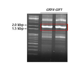 D subgenome 유래 GRF4 및 GIF1 유전자의 overlap PCR 결과