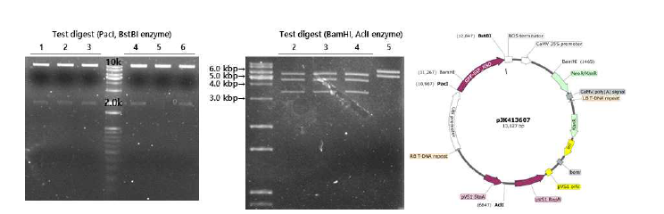 Test digest 및 구축된 pJK413607 GRF4-GIF1 overexpression vector의 모식도