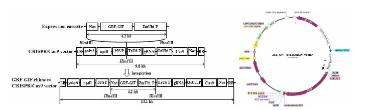 효율적인 밀 유전자 교정을 위한 GRF-GIF_CRISPR/Cas9 vector 구축과정