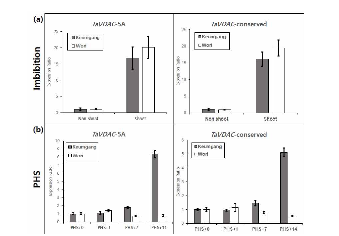 금강과 우리 품종에서의 TaVDAC-5A와 subgenome-conserved TaVDAC의 발현 양상. (a) 수발아 조건, (b) 종자 발아기 (Non shoot: 종자 침종 후 1시간 / Shoot: 발아 후 5일)