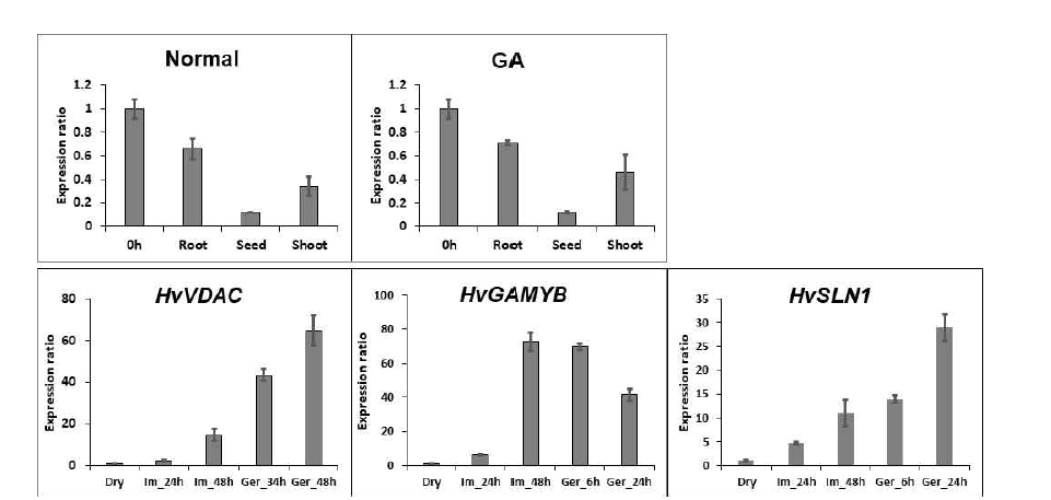 호르몬 처리 조건에서 발아된 K800 종자 내 조직별 VDAC 유전자 발현 양상 및 종 자 발아 촉진 관련 유전자 간의 시간대별 유전자 발현 비교