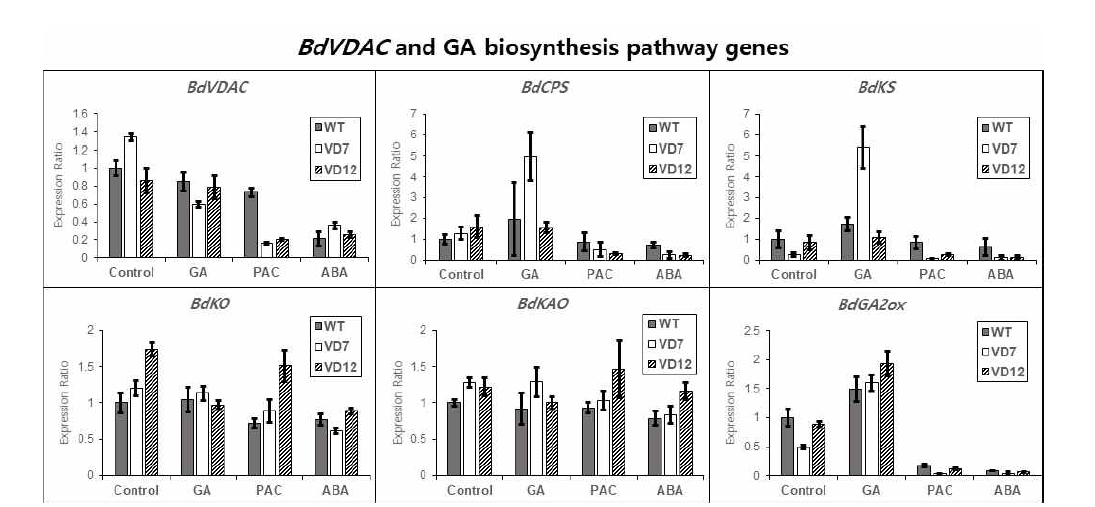 호르몬 처리 조건에서 발아된 T3 종자의 BdVDAC와 GA 생합성 유전자 발현 양상