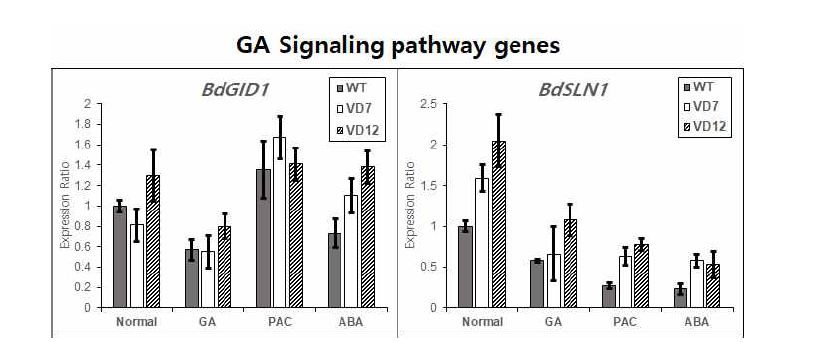 호르몬 처리 조건에서 발아된 T3 종자의 GA receptor BdGID1과 DELLA 단백질 BdSLN1의 발현 양상