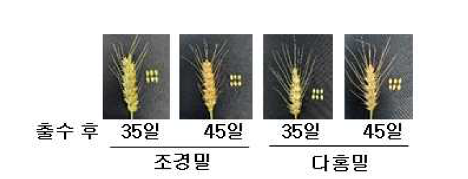 백립계 밀(조경)과 적립계 밀(다홍)의 등숙기별 이삭 사진