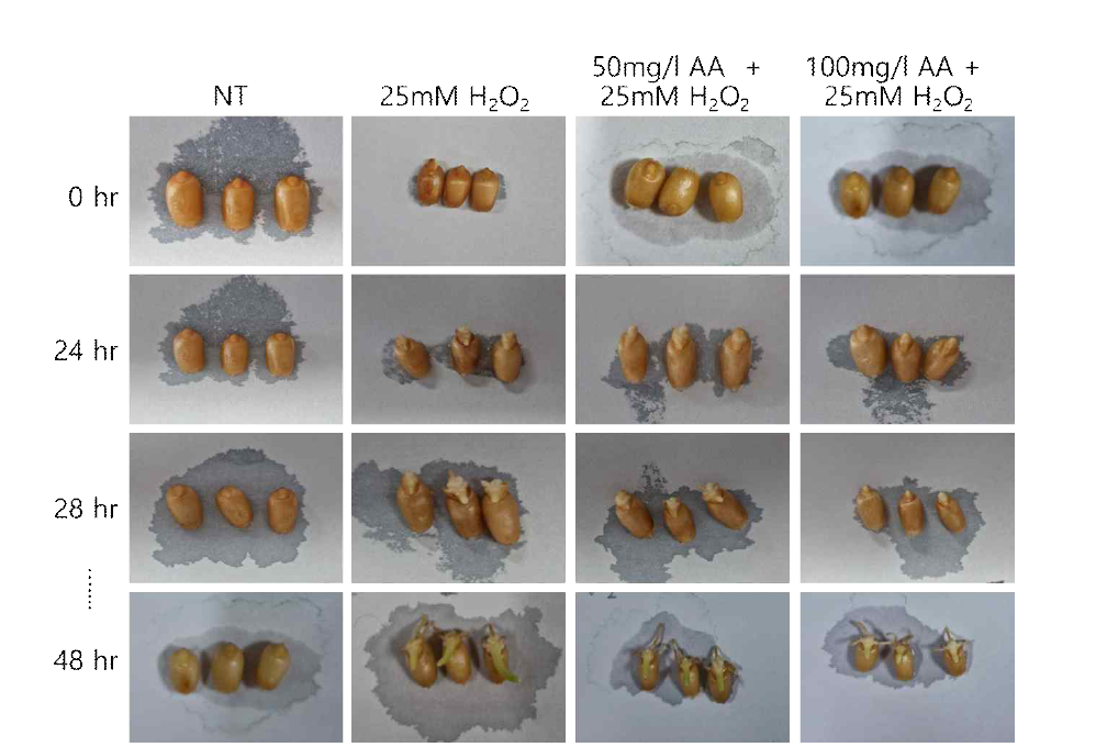 밀. Acetic acid 처리가 과산화수소 처리에 따른 종자 발아