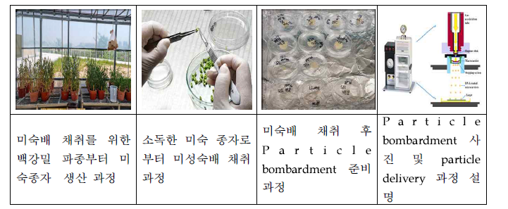 미성숙배 채취 후 bombardment를 통해 형질전환을 수행