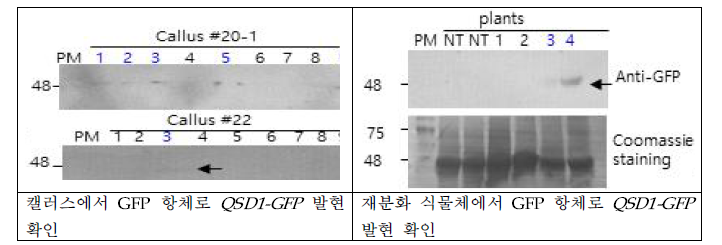 p35S:QSD1-GFP 벡터 형질전환 캘러스 및 식물체에서 QSD1-GFP 과발현 확인