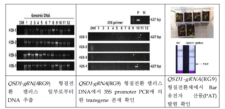 QSD1-gRNA(RG9) 벡터를 도입한 캘러스 및 재분화 개체에서 35S promoter DNA 증 폭 확인을 통해 transgenic 개체 선발