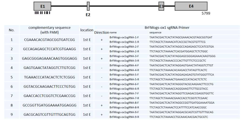 FMOGS-OX1 서열 비교 분석을 바탕으로 제작한 FMOGS-OX1의 sgRNA