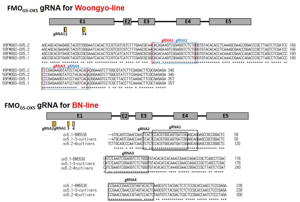 FMOGS-OX5.1, FMOGS-OX5.2 유전자의 Exon1 서열 비교 분석 및 sgRNA 위치