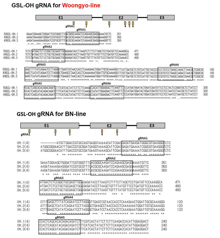 GSL-OH1,2,3 유전자의 Exon1 서열 비교 및 sgRNA 위치