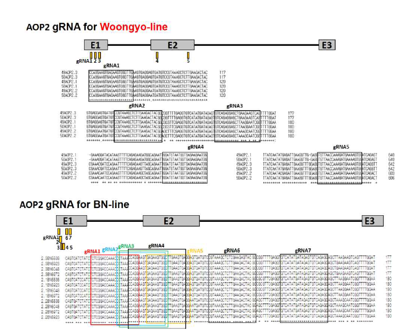 AOP2.1, 2.2, 2.3 유전자의 Exon1 서열 비교 분석 및 sgRNA 위치