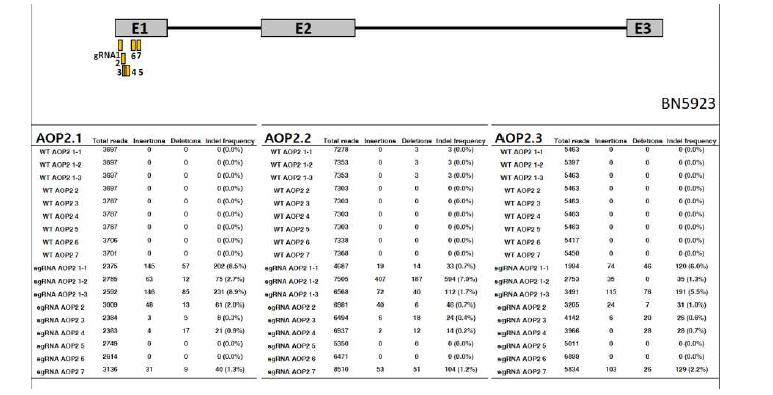 BN5923의 원형질체에 대한 AOP2 sgRNA의 in-del 효율