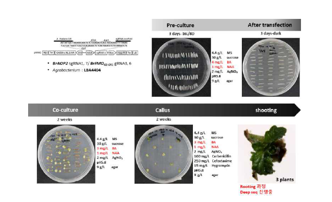vector 기반 CIRSPR/Cas9 배추 유전자 교정 식물체 확보