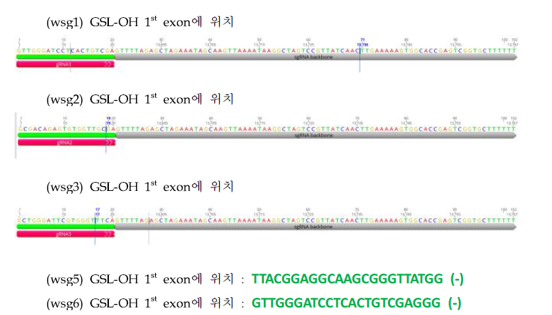 가이드 RNA 들의 염기서열 및 위치