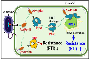 RPS5는 애기장대의 저항성 단백질 이며 PBS1 kinase와 면역 복합체를 형성하고 있음. RPS5가 AvrPphB를 PBS1의 절단을 통해 간접적으로 인식하게 되면 식물에서는 저항 성 반응이 유도됨