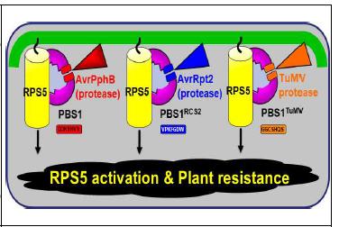 PBS1의 AvrPphB 절단 부위를 다른 이펙터인 AvrRpt2, TuMV protease의 절단부위 로 치환하였을 경우, engineered PBS1은 AvrRpt2, TuMV protease에 의해 절단이 일어나 게 되고 이는 RPS5 저항성 단백질을 활성화시 킴