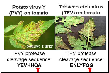 PVY와 TEV는 NIa protease를 이용 해서 자신의 polyprotein의 특정 염기 서열 을 절단함. PVY와 TEV NIa protease에 의해 절단 이 일어나는 cleavage sequence가 붉은 화살표 로 표시됨