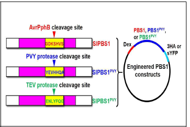 토마토의 engineered PBS1 construct 제작 전략. PBS1에 존재하는 AvrPphB의 절단 부위 를 PVY protease의 절 단부위 (YEVHHQA) 또는 TEV protease의 절단 부위 (ENLYFQG)로 치환