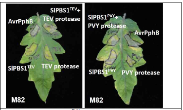 SlPBS1PVY 와 PVY protease 또는 SlPBS1TEV와 TEV protease를 토마토에 동시에 발현시켰더니 세포사멸 반응이 유도됨
