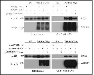 Co-IP를 통해 AtRPS5가 AtPBS1, SlPBS1 또는 SlPBS1SEMPH와 결합하는 것을 증 명. 각각 PBS1의 C-term. cleavage product 역시 AtRPS5와 상호작용함