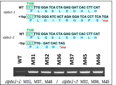 두 개의 SlPBS1 CRISPR alleles (slpbs1-1, slpbls1-2)의 sequencing and ICE analysis. slpbs1-1 는 1개의 nucleotide가 삽입되고, slpbs1-2는 1개의 nucleotide가 결실되어서 early stop codon 이 생성됨