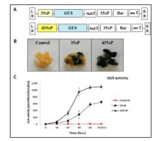CRISPR/Cas9 식물발현 벡터에 사용될 promoter 활성 검정