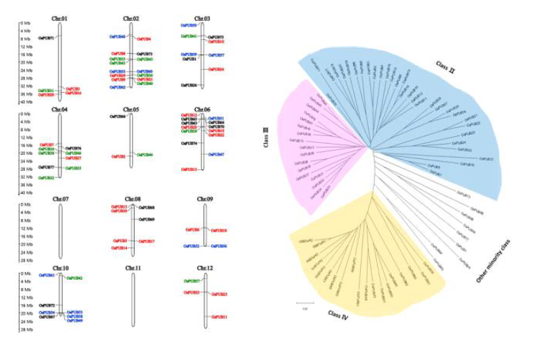 OsPUB 유전자의 염색체 맵핑 및 phylogenetic relationship analysis