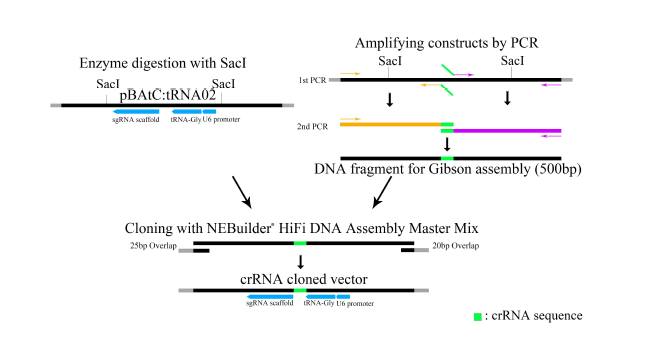 Gibson assembly를 이용한 CRISPR/Cas9 sgRNA plasmid 제작