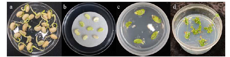 대원콩의 CRISPR-Cas9-Agrobacterium-mediated transformation. a) Germination medium에 치상한 후 3일이 지난 콩 종자; b) Agrobacterium 처리 후 Co-cultivation medium에 치상된 콩 절편체; c) 3일간의 공배양 후 Shoot induction medium(SI)으로 옮겨진 절편체; d) 2 주간의 SI에서의 배양 후 절편체로부터 유도된 신초