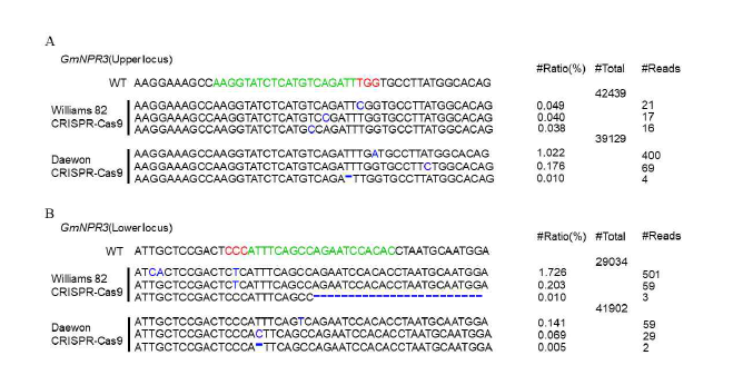 CRISPR-Cas9 시스템에 의해서 제작된 Williams82 콩과 대원콩의 제초제 저항성 형질전환체의 deep sequencing 결과. (A) GmNPR3의 upper locus 타깃 부분을 deep sequencing한 결과. (B) GmNPR3의 lower locus 타 깃 부분을 deep sequencing한 결과