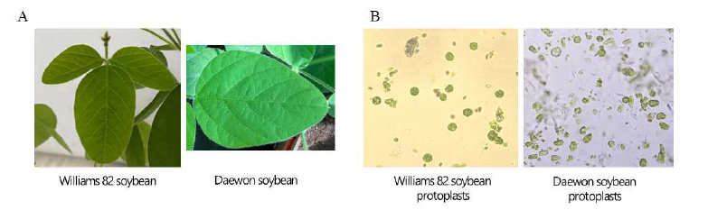 (A) 원형질체 획득 시 사용된 2주동안 키운 Williams82콩과 대원콩 잎과 (B) CRISPR-Cas9 시스템이 적용된 Williams82 콩과 대원콩의 원형질체