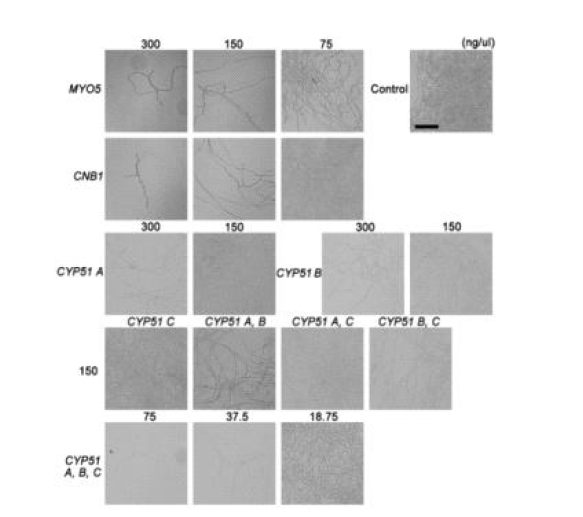 MYO5, CNB1, CYP51A, B, C 유전자들 dsRNA의 곰팡이 억제 효과