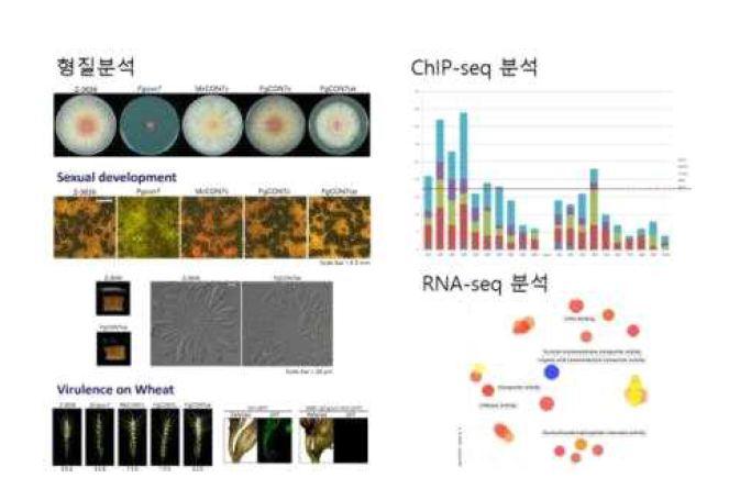 붉은곰팡이 CON7 유전자의 기능연구를 위한 다양한 오믹스 분석