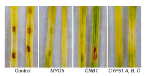 in planta 조건에서 dsRNA 처리 후 붉은곰팡이의 억제 효과. 2주되 밀과 보리의 2번째 잎에 20 ng/ul 농도의 dsRNA를 처리한 후, 붉은곰팡이의 분생포자(5x104/ml)를 접종하고 5일 뒤 관찰함
