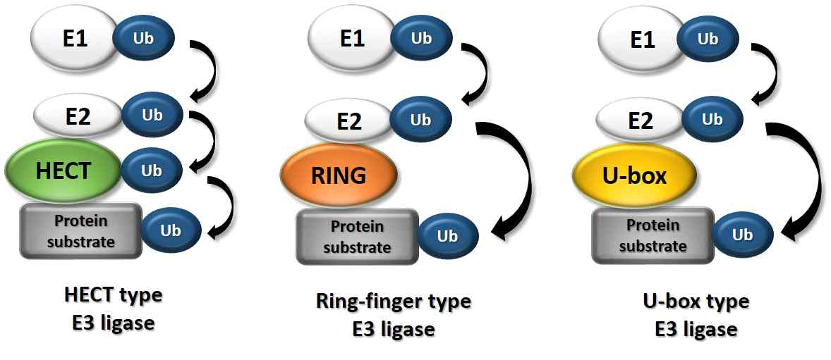 Ubiquitin-protein ligases (E3)의 종류