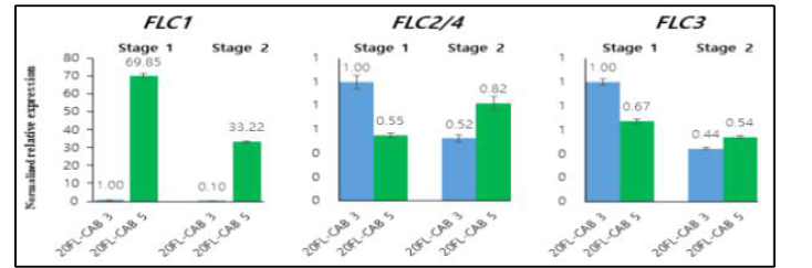 추대시기가 다른 양배추의 생장 기간별 BoFLC1,2,3 유전자의 상대적 발현 경향