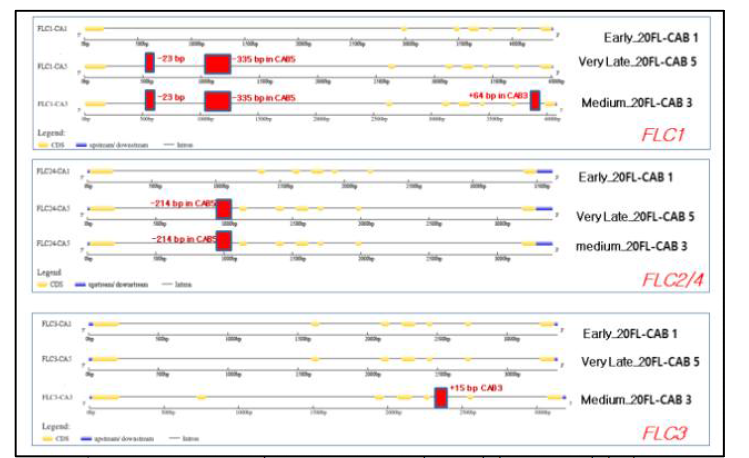 조추대, 중추대, 만추대 양배추의 FLC상동 유전자 구조 및 발생 변이