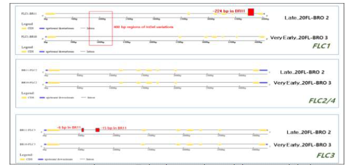 조추대, 만추대 브로콜리에서의 FLC상동 유전자 구조 및 발생 변이