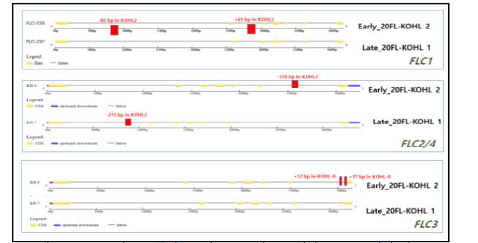 조추대, 만추대 콜라비에서의 FLC상동 유전자 구조 및 방생 변이