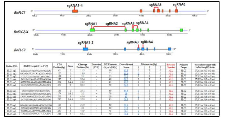 BoFLC homologous gene sgRNA 위치 및 정보