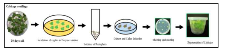 양배추 원형질체 분리 및 재분화체 유도과정 대표 단계별 모식도