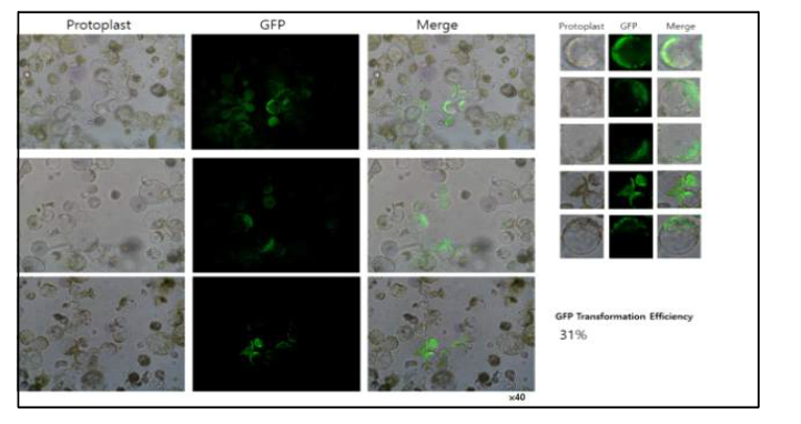 PEG를 통한 원형질체로의 GFP plasmid DNA 도입