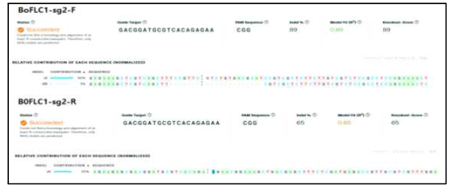 아그로박테리움 매개를 통한 BoFLC1유전자 교정 변이체의 유전자 변이확인