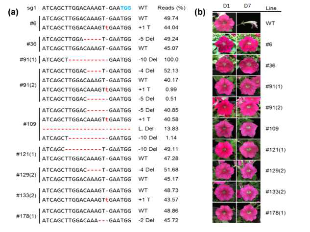 Improvement of flower longevity of petunia cv. Mirage Rose via editing of PhACO1 gene using CRISPR/Cas9 system; (a) illustration of insertion/deletion patterns of different PhACO1-edited mutant lines generated by CRISPR/Cas9:sgRNA1, and (b) illustration of the status of flower senescence in the different mutant lines and WT on days 1 and 6 after flowering. Minus (-) and plus (+) signs indicate the number of nucleotides deleted and inserted at the target sites