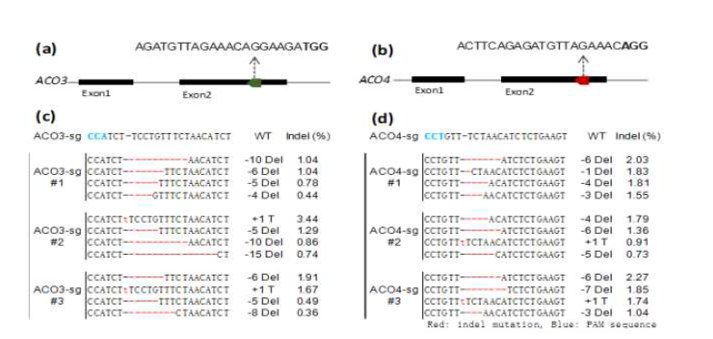 Detection of PhACO3 gene editing efficiency in the petunia protoplasts transfected with the CRISPR/Cas9 RNP complex; (A) generation of two different sgRNAs (sgRNA1 and sgRNA2) from the target site (exon 2) of the PhACO3 and PhACO4 genome sequence, which is highly homologous to that of PhACO4; (B) illustration of the insertion/deletion (indel) patterns and indel percentages of the representative petunia protoplasts transfected with the two different sgRNAs:Cas9. Minus (–) and plus (+) signs indicate the number of nucleotides deleted and inserted at the target sites